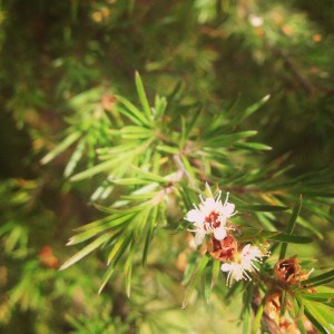 Manuka Tree - famed for it's medicinal properties and no longer thought of as a weed