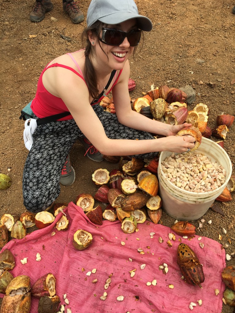 Harvesting the pods, and making a bit of a mess
