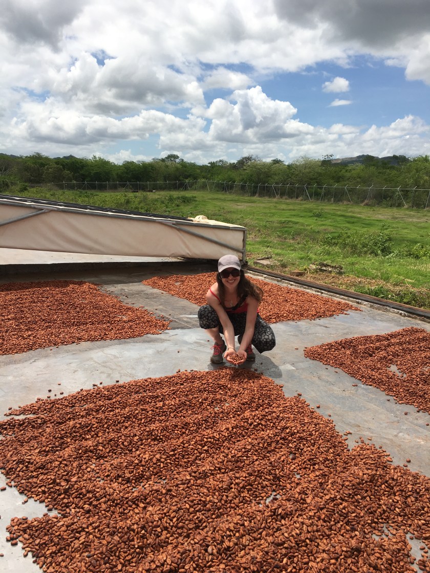 Beans drying