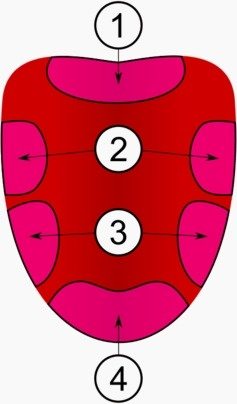 The Map of the tongue - actually shows areas that pick up on flavours more quickly than others.