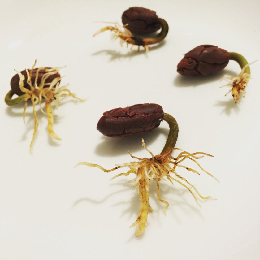 Spouted cacao seeds